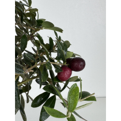 Olea europaea -olivo- I-8222 vista 4