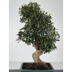 Olea europaea -olivo- I-8222 vista 5