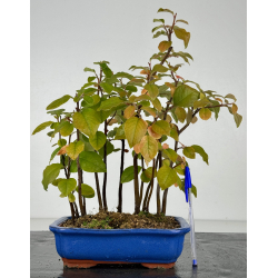 Pseudocydonia sinensis I-8223
