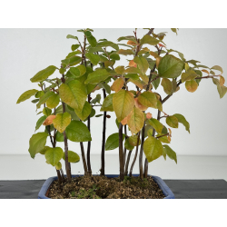 Pseudocydonia sinensis I-8223 vista 2