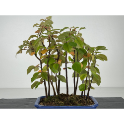 Pseudocydonia sinensis I-8223 vista 3