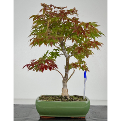 Acer palmatum I-8224