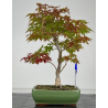 Acer palmatum I-8224