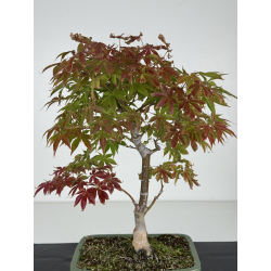 Acer palmatum I-8224 vista 2
