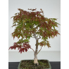 Acer palmatum I-8224 vista 2