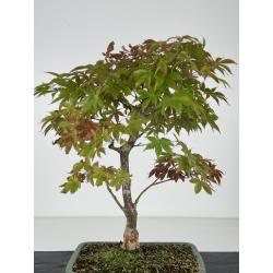 Acer palmatum I-8224 vista 3