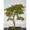 Acer palmatum I-8224 vista 3