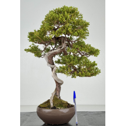 Juniperus sabina -sabina rastrera- A01371