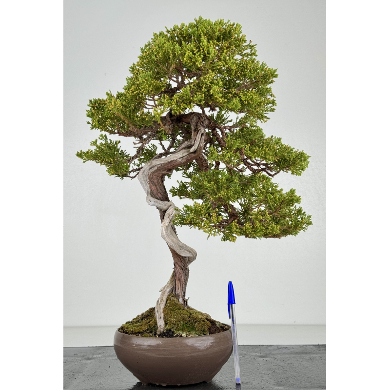 Juniperus sabina -sabina rastrera- A01371