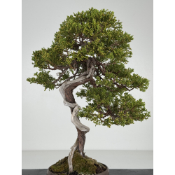 Juniperus sabina -sabina rastrera- A01371 vista 2