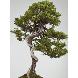 Juniperus sabina -sabina rastrera- A01371 vista 3