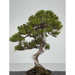 Juniperus sabina -sabina rastrera- A01371 vista 4