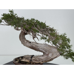 Juniperus sabina A01354 view 6