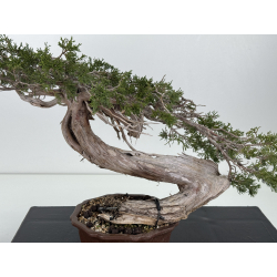 Juniperus sabina A01354 view 5
