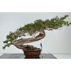 Juniperus sabina A01354