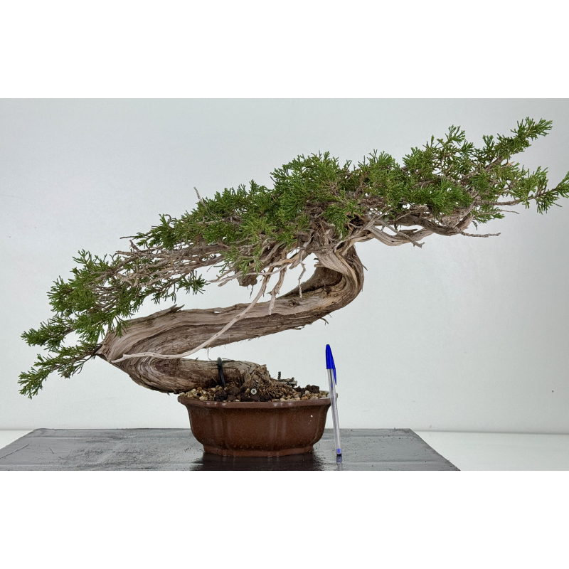 Juniperus sabina A01354