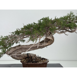 Juniperus sabina A01354 view 2