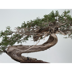Juniperus sabina A01354 view 3