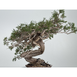 Juniperus sabina A01354 view 4