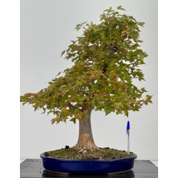 Acer buergerianum I-8226