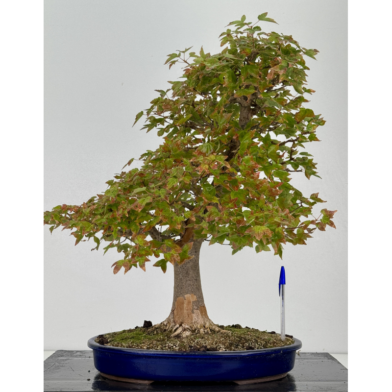 Acer buergerianum I-8226