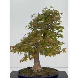 Acer buergerianum I-8226 view 2