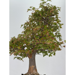 Acer buergerianum I-8226 view 3
