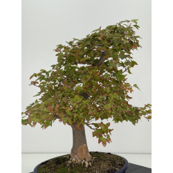 Acer buergerianum I-8226 view 4