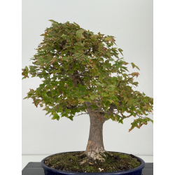 Acer buergerianum I-8226 view 5