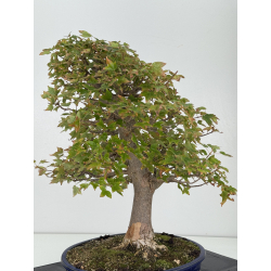 Acer buergerianum I-8226 view 6