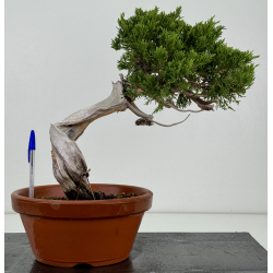 Juniperus sabina A01326