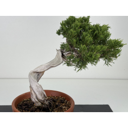 Juniperus sabina A01326 view 2