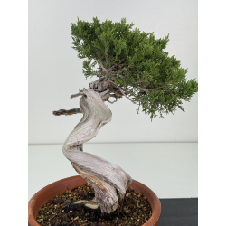 Juniperus sabina A01326 view 3