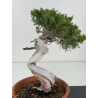 Juniperus sabina -sabina rastrera- A01326 vista 3