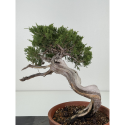 Juniperus sabina A01326 view 4