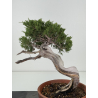 Juniperus sabina -sabina rastrera- A01326 vista 4