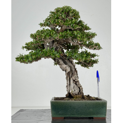 Olea europaea sylvestris I-8216