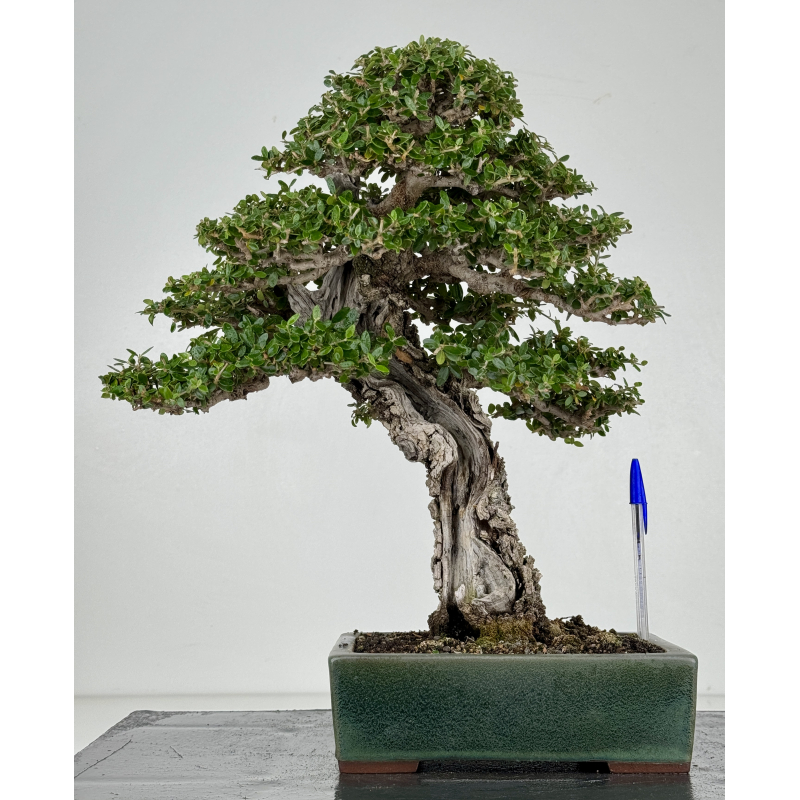 Olea europaea sylvestris I-8216