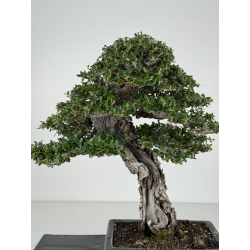 Olea europaea sylvestris I-8216 view 2