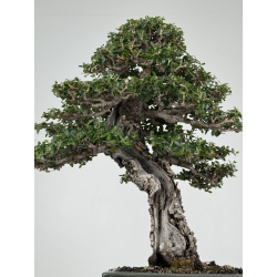 Olea europaea sylvestris I-8216 view 3
