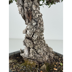 Olea europaea sylvestris I-8216 view 4