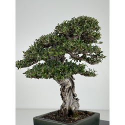 Olea europaea sylvestris I-8216 view 5