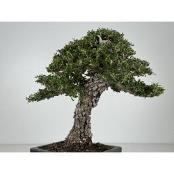 Olea europaea sylvestris I-8216 view 6