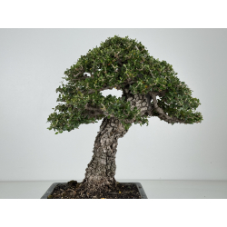 Olea europaea sylvestris I-8216 view 7