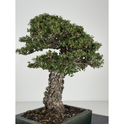 Olea europaea sylvestris I-8216 view 8