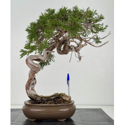 Juniperus sabina A01357