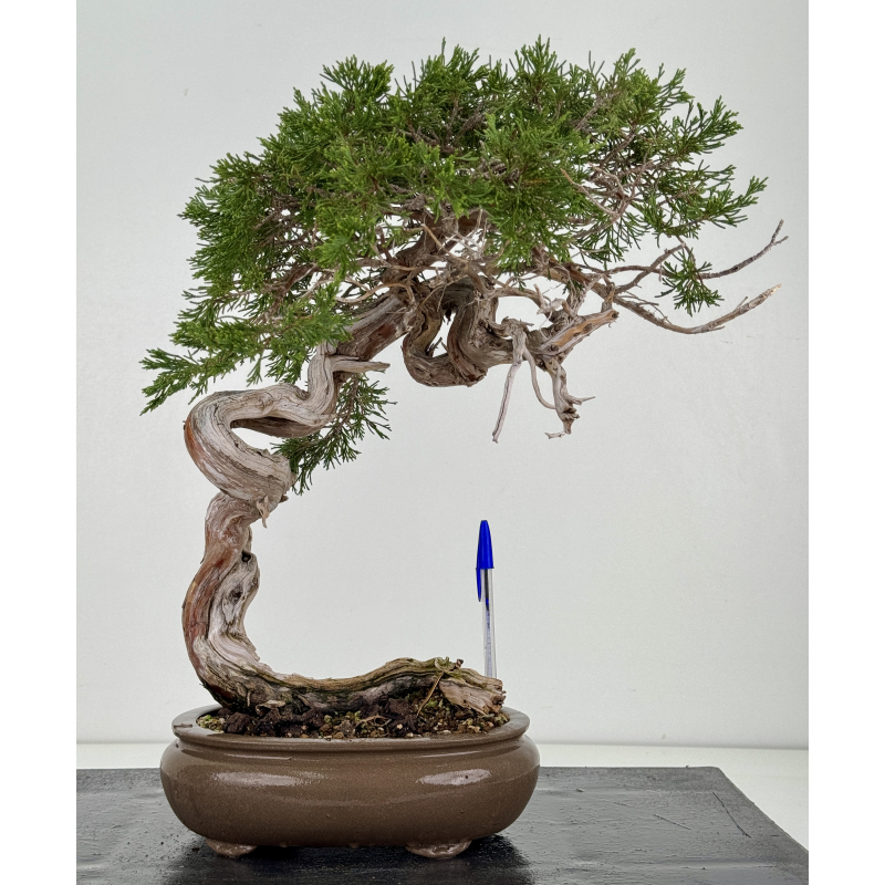 Juniperus sabina A01357