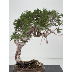 Juniperus sabina A01357 view 2