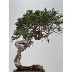 Juniperus sabina A01357 view 3