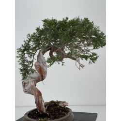 Juniperus sabina A01357 view 4